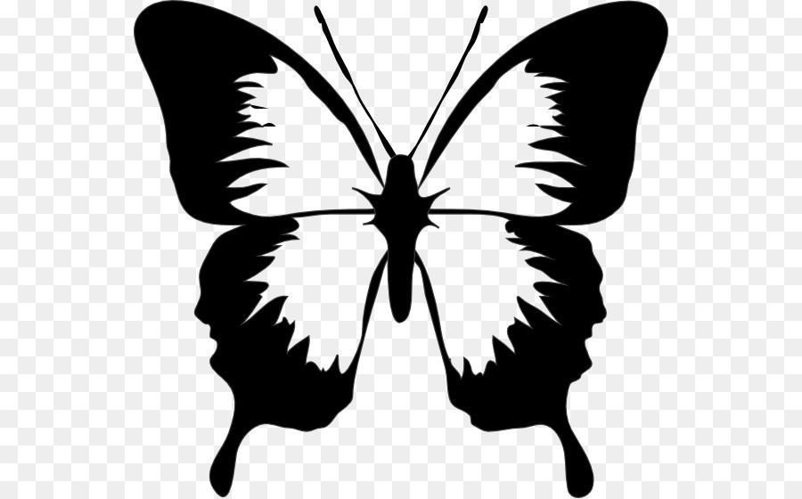 Black And White Flower png download - 600*559 - Free Transparent Butterfly  png Download. - CleanPNG / KissPNG