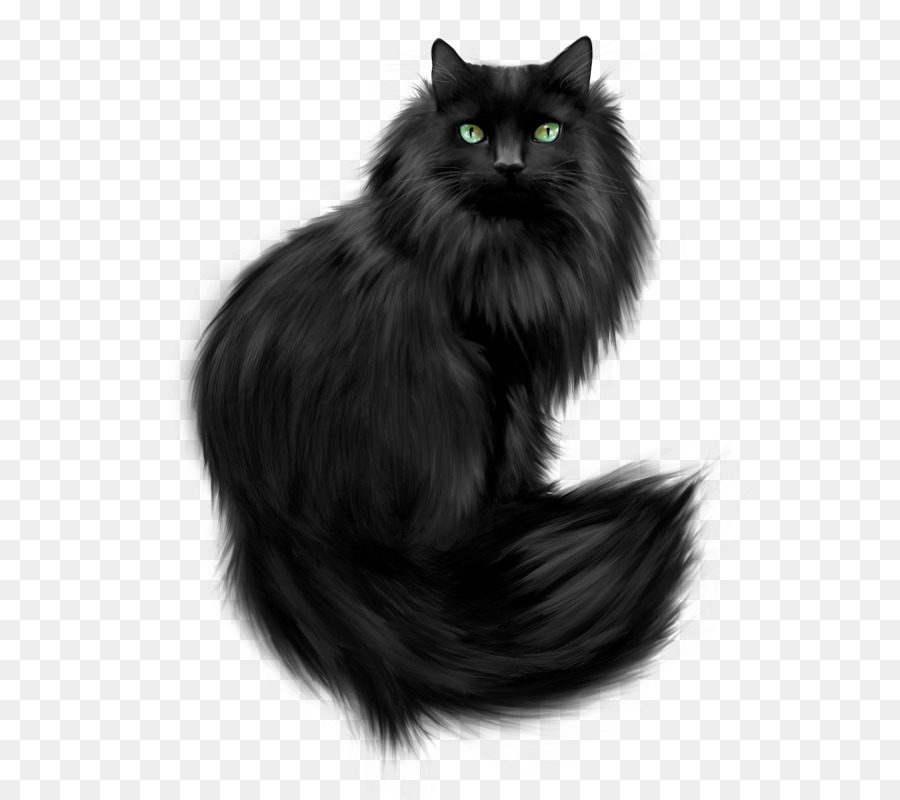 Gatto delle Foreste norvegesi gatto persiano Cucciolo gatto selvaggio - gatto nero