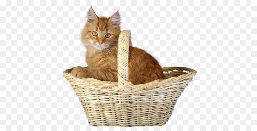 Gattino Su Gatti Baffi - Un gatto