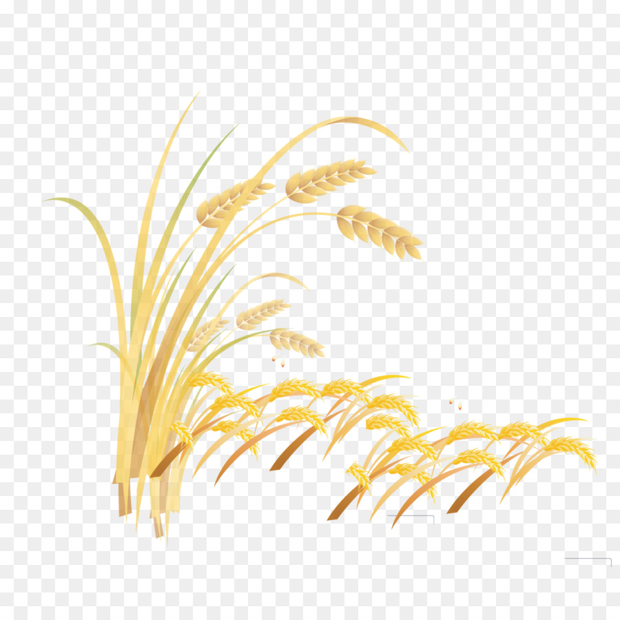 Gräser Reis Getreide Schriftart - Weizen Sequenz