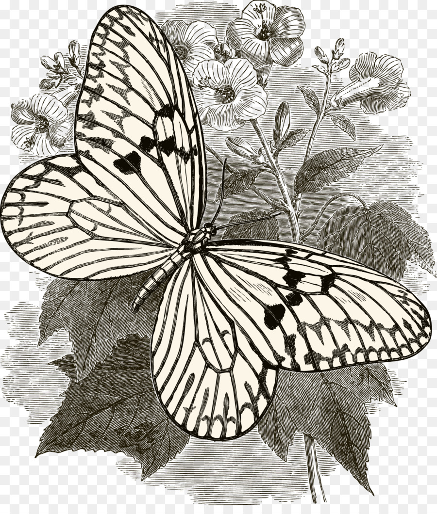Schmetterling-Insekt-Sammlung-Zeichnung - Stift-Zeichnung Schmetterling