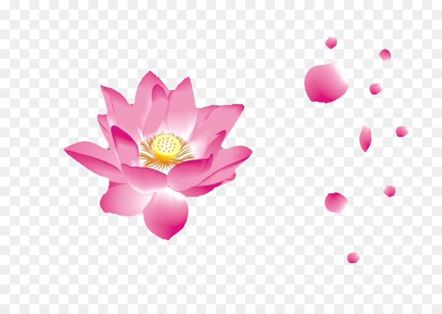 Petal Pink Nelumbo nucifera - Lotus