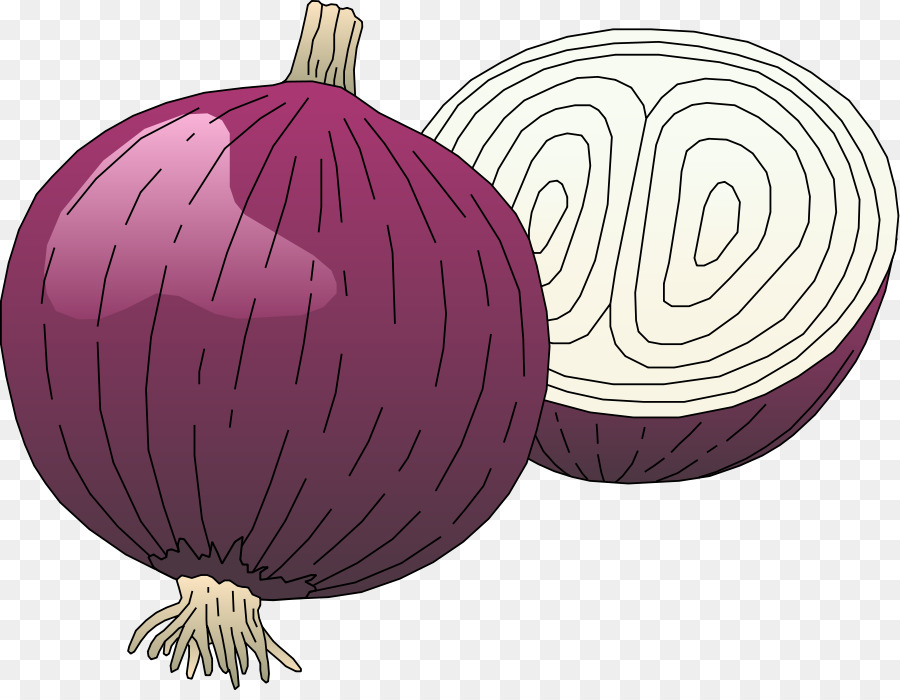 Onion Cartoon png download - 900*690 - Free Transparent Onion png Download.  - CleanPNG / KissPNG