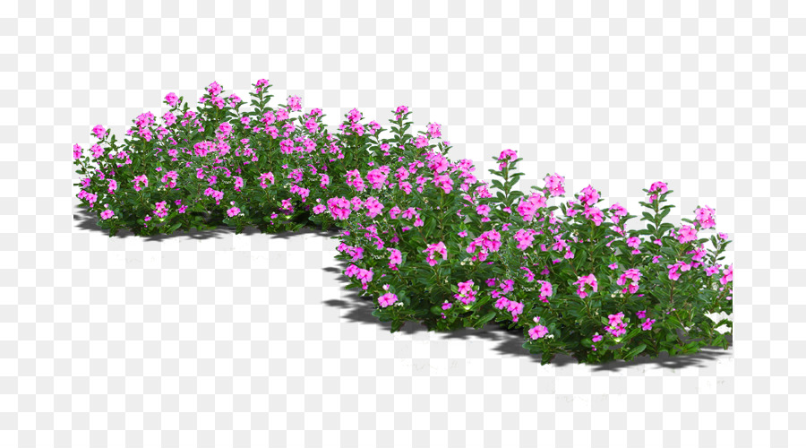 Bonsai Blumentopf - Topfpflanzen
