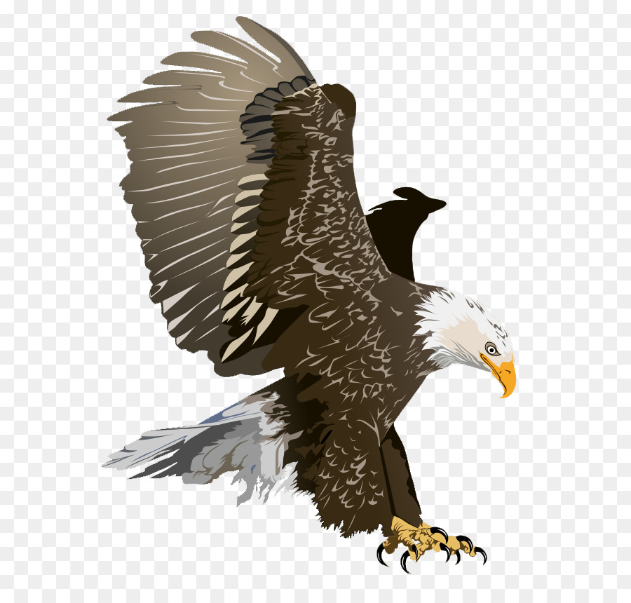 Bald Eagle Free Clip art - aquila in volo clipart