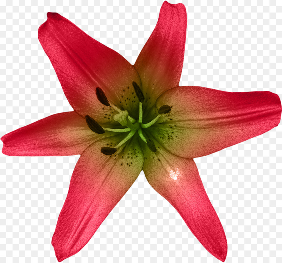 Lilium Blume-Aquarell - Aquarell Blumen und florales design material
