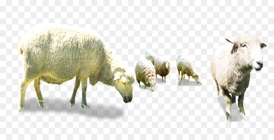 Schaf-Ziegenzucht - Bogen Herde
