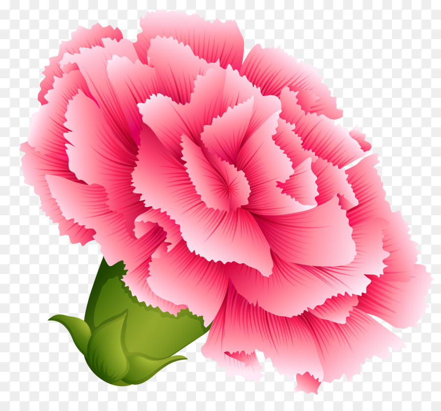 Nelke Pink Blumen Kostenlose Inhalte Clip art - Nelke cliparts