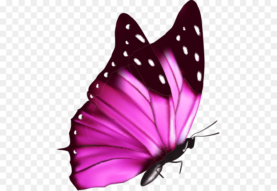 Một Con Bướm Màu Da Hệ - đầy màu sắc bướm