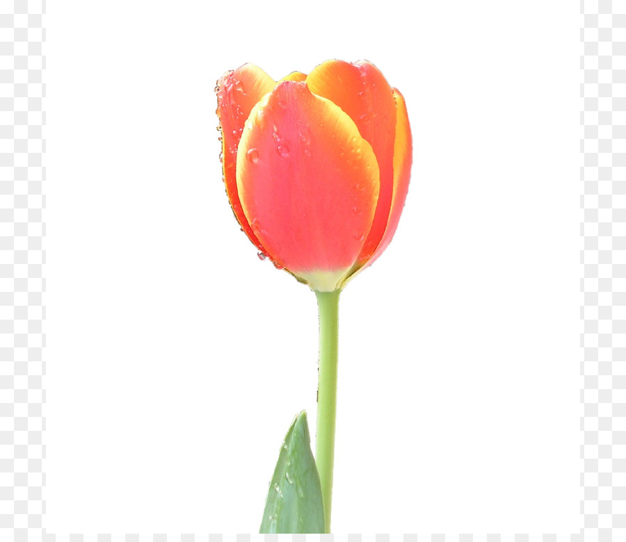 Tulip Flower Clip Art - Tulip Bild