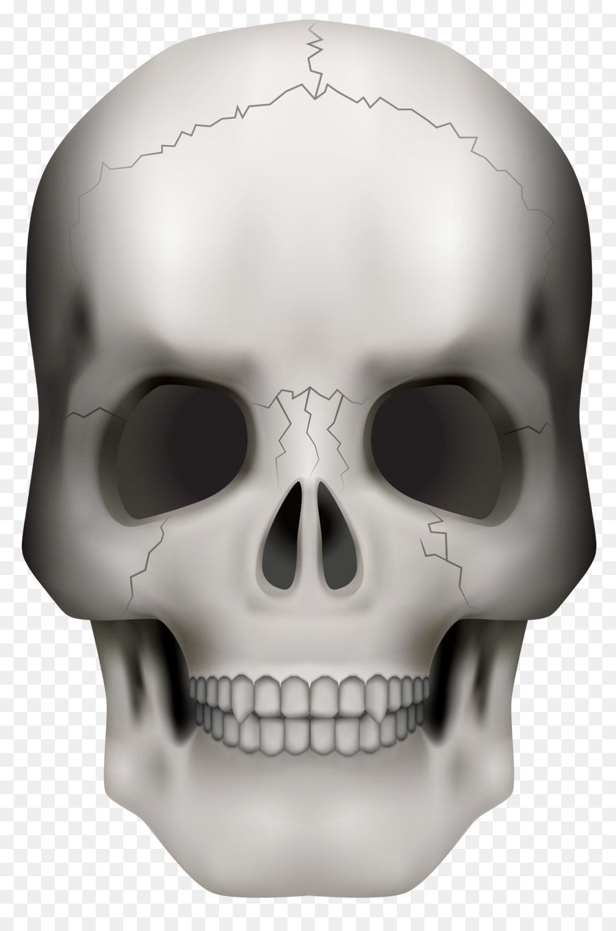 Cranio Scheletro Clip art - cranio telaio clipart