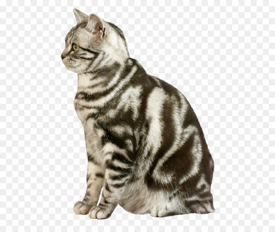 Cat Computer-Datei Herunterladen - Süße Katze