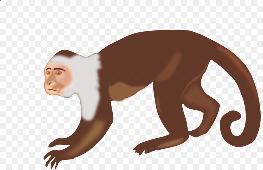 Mũ khỉ đầu Trắng mũ màu Nâu nhện khỉ Clip nghệ thuật - khỉ