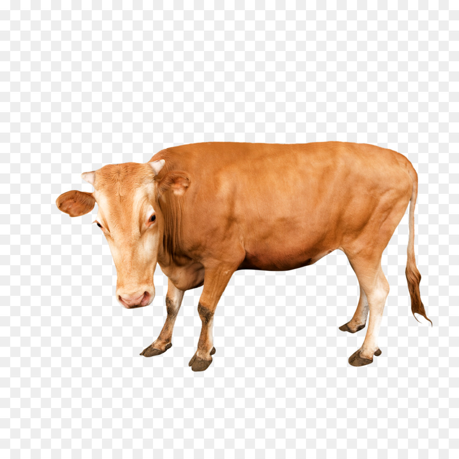 Latte Poster Immagini Di Google - Giallo bestiame materiale gratuito