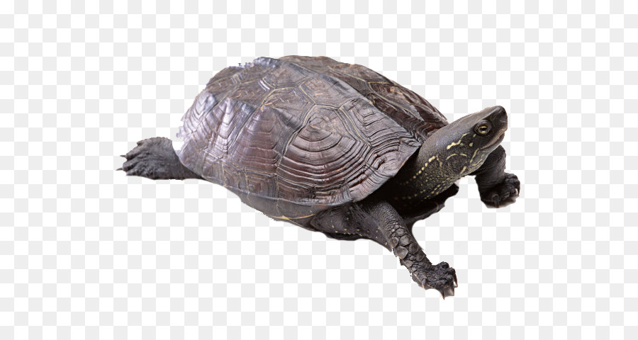 Con rùa con rùa biển Xanh - Miễn phí rùa khóa