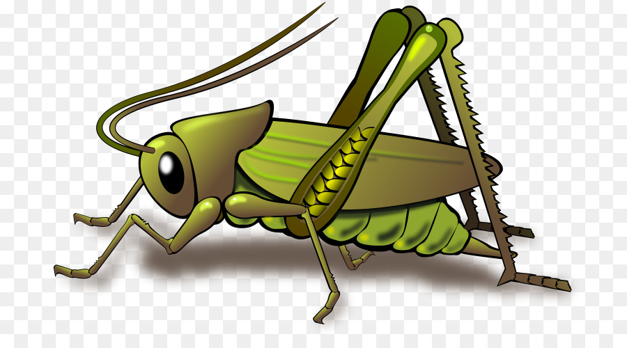 Cricket Heuschrecke Insekt clipart - tote Insekten cliparts