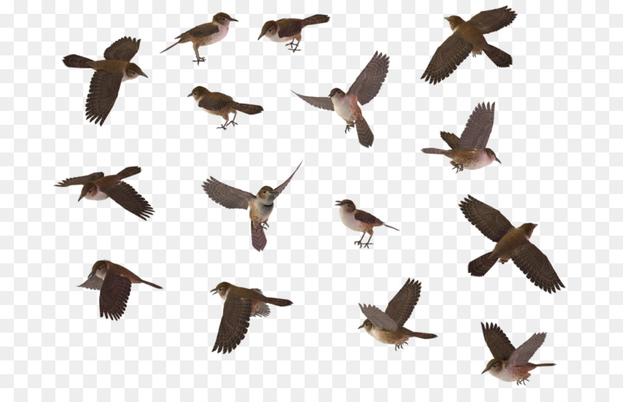 Chim Hồng Tước Nhà Sparrow - wren png hình ảnh trong suốt
