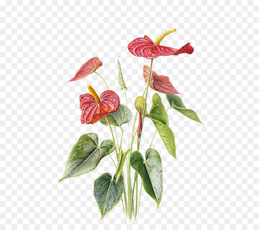 Anthurium andraeanum Disegno su Carta di Fiori Illustrazione - Gratuito vaso rosso pull materiale
