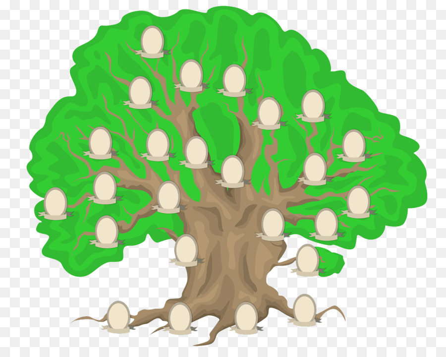 Family Tree Drawing png download - 1000*788 - Free Transparent Paper png  Download. - CleanPNG / KissPNG