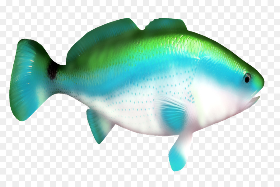 Cá mập, Cá Clip nghệ thuật - cá màu xanh