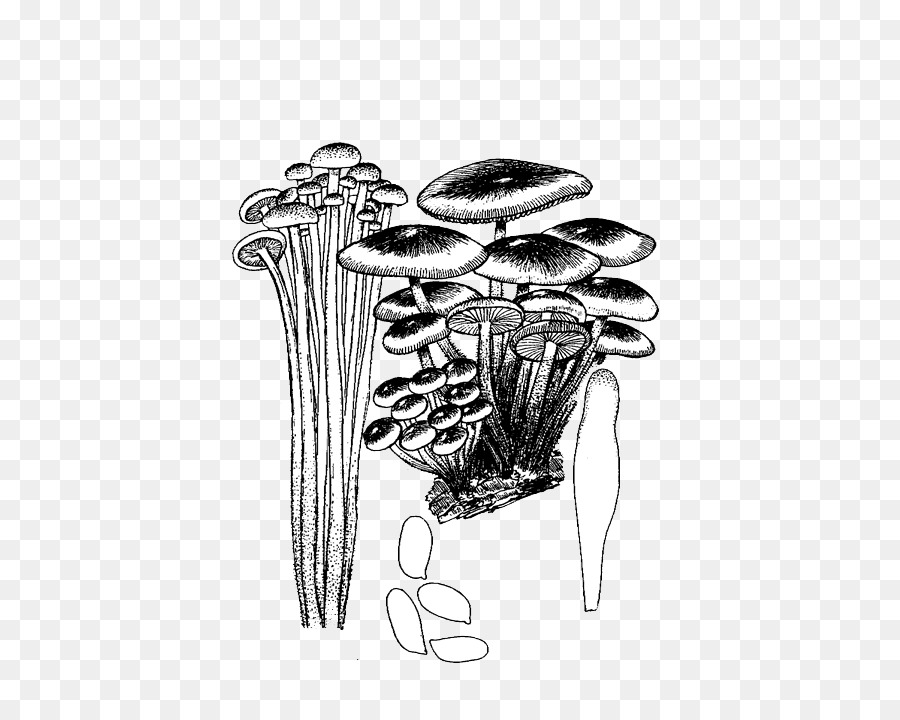 in bianco e nero - Disegnati a mano funghi tirare il materiale Gratuito