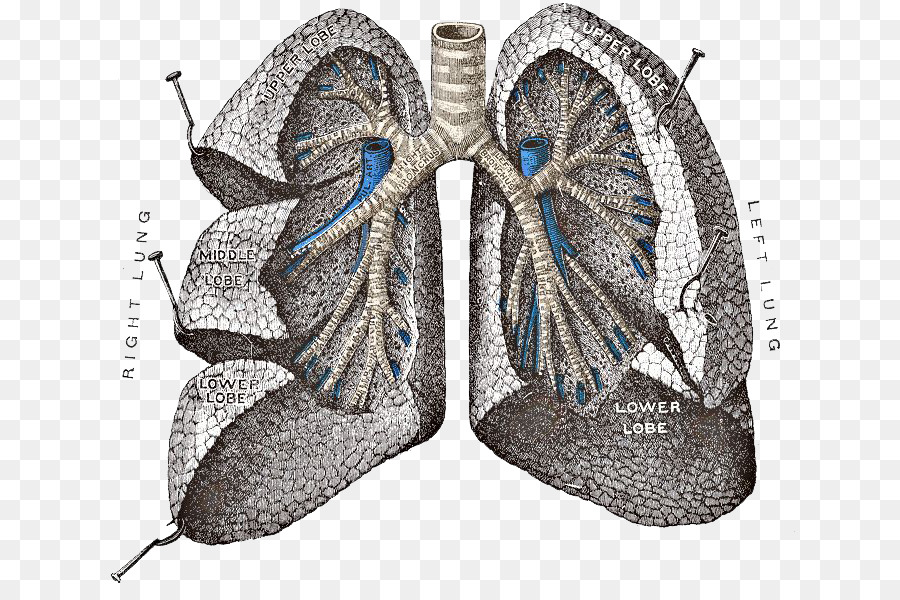 Grigio Anatomia del sistema Respiratorio Polmone - polmoni png trasparenti immagini