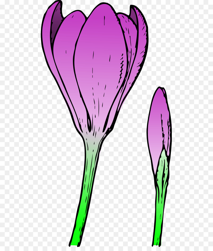 Knospe Blume Krokus clipart - Kostenlose Frühling Clipart