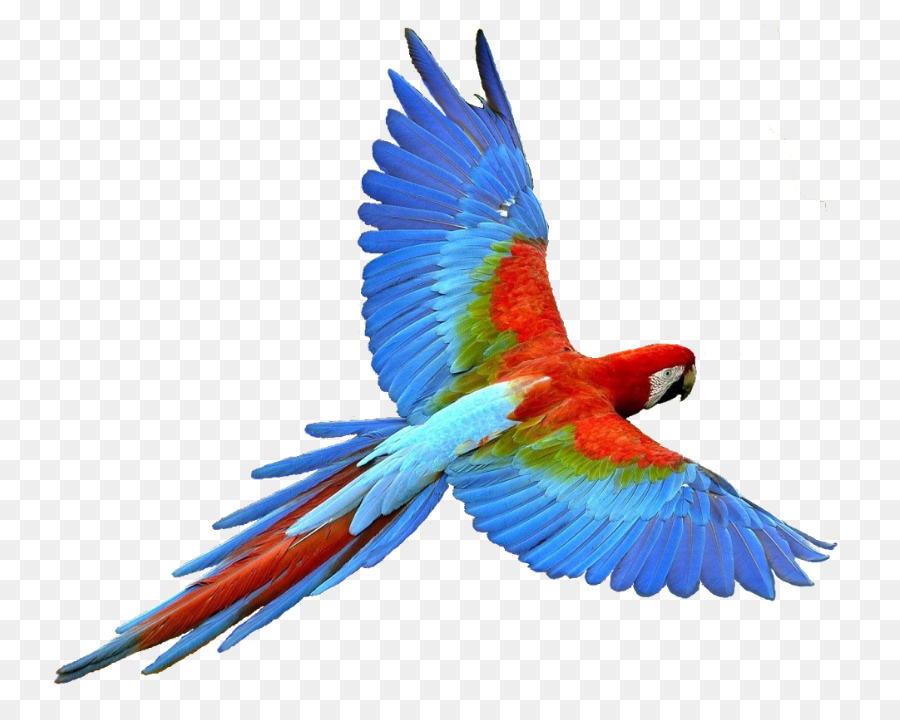 Papagei Vogel-Flug - Glitzer Animationen