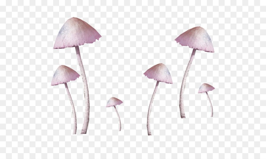 Comune di fungo, Fungo - Rosa di funghi freschi schema decorativo