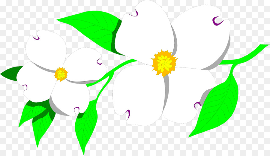 La fioritura di corniolo Cornus nuttallii Clip art - Fiore Illustrazioni