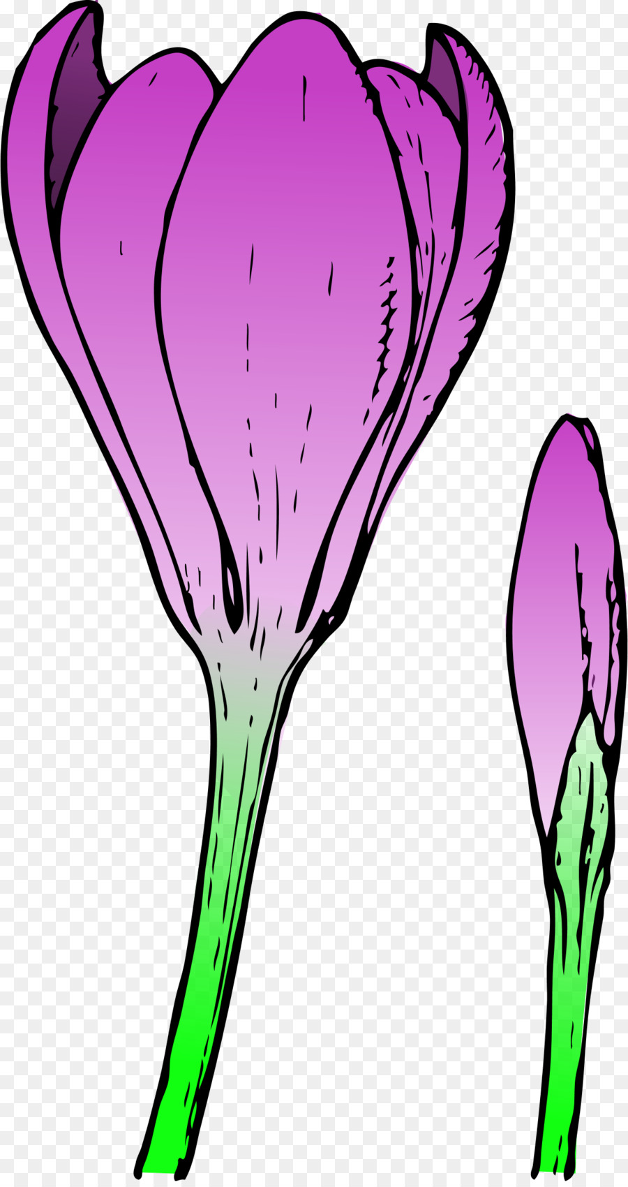 Crocus chrysanthus Crocus vernus Blume, Knospe clipart - Zeichnungen von Frühlingsblumen