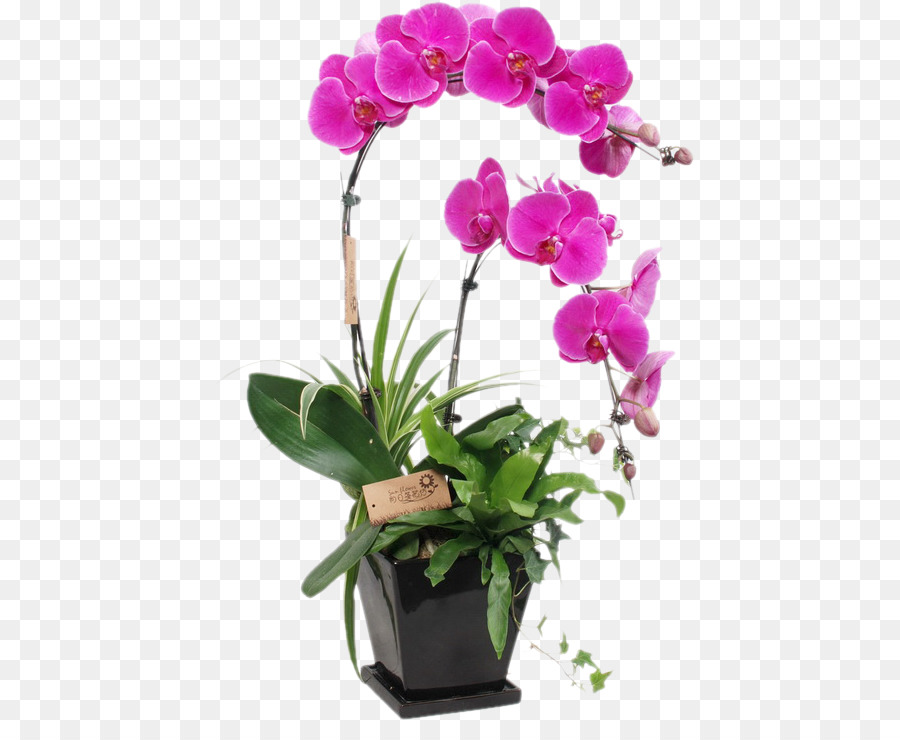 Орхидея в горшке нижний новгород. Цветок Орхидея фаленопсис. Орхидея фаленопсис в горшке. Орхидея фаленопсис икеа. Фаленопсис Duetto.