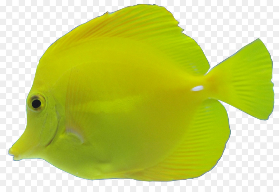 Fisch Gelb Gratis - aquatische Fisch