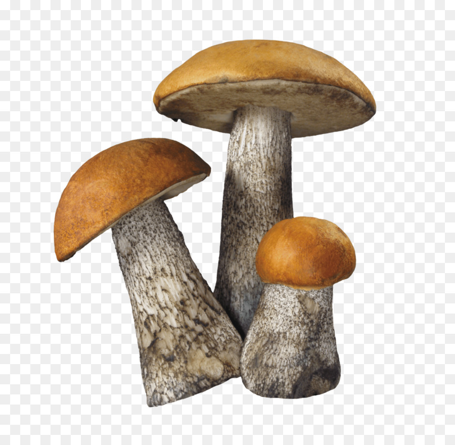 Essbare Pilz Pilz Gemeinsamen Pilz - Drei kleine Pilze