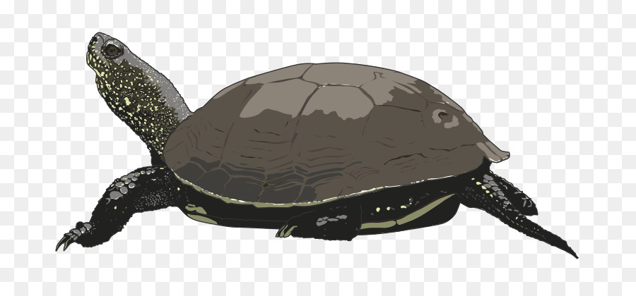 Tartaruga di mare Free Clip art - tartarughe di mare, clipart