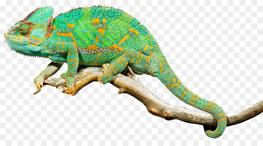 Reptil, Echse-Chamäleon Gemeinsamen Leguane Clip-art - Kostenlose Reptilien