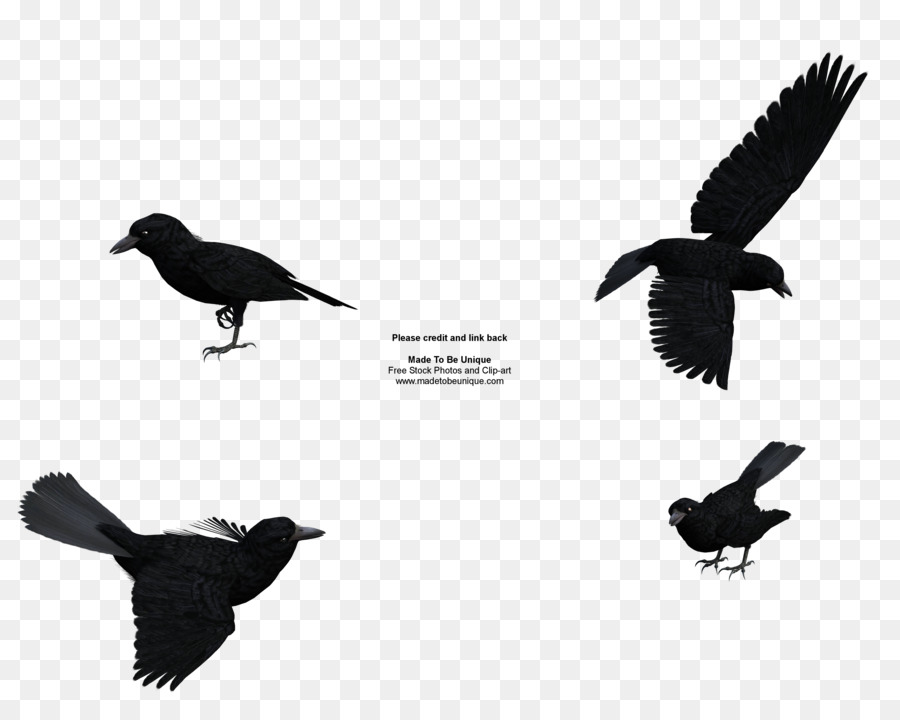 Rook Common raven Baltimore Ravens Kostenlose Inhalte Clip-art - gemeinsame cliparts
