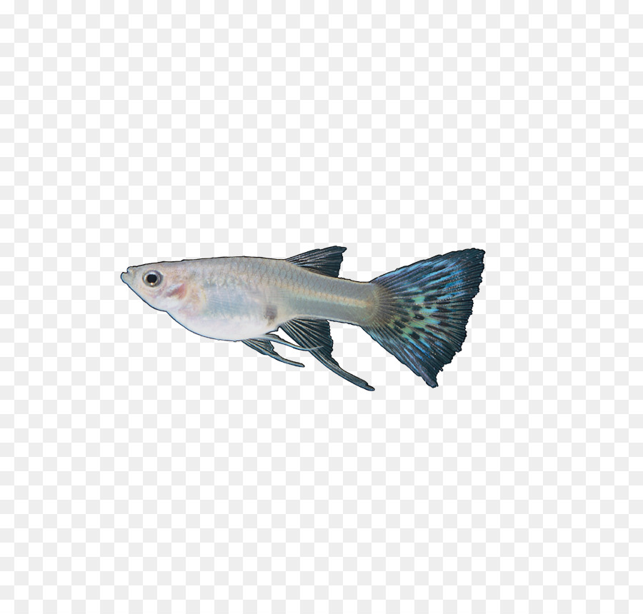 Guppy Schwanz Blau-Fische Rot - Insekten, Fische