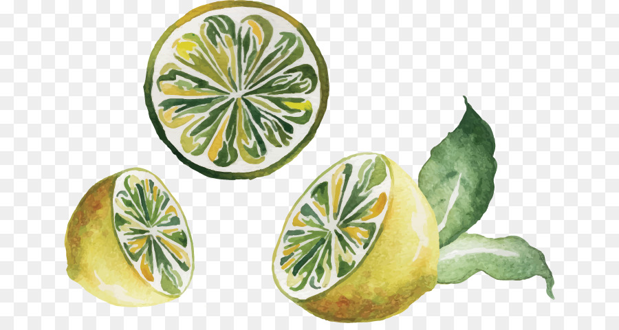 Aquarell-Malerei-Zeichnung Zitrone - Vektor hand gezeichnete illustration Zitrone