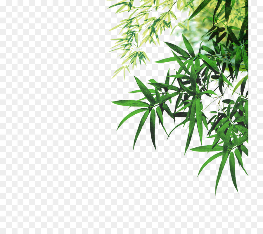 Foglie Di Bambù Icone Del Computer Inchiostro - Verde, foglie di bambù