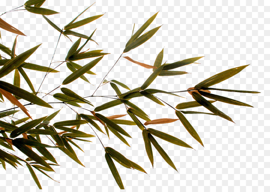 Bambus-Zweig, Blatt - Von Hand gemalt Bambus Blätter