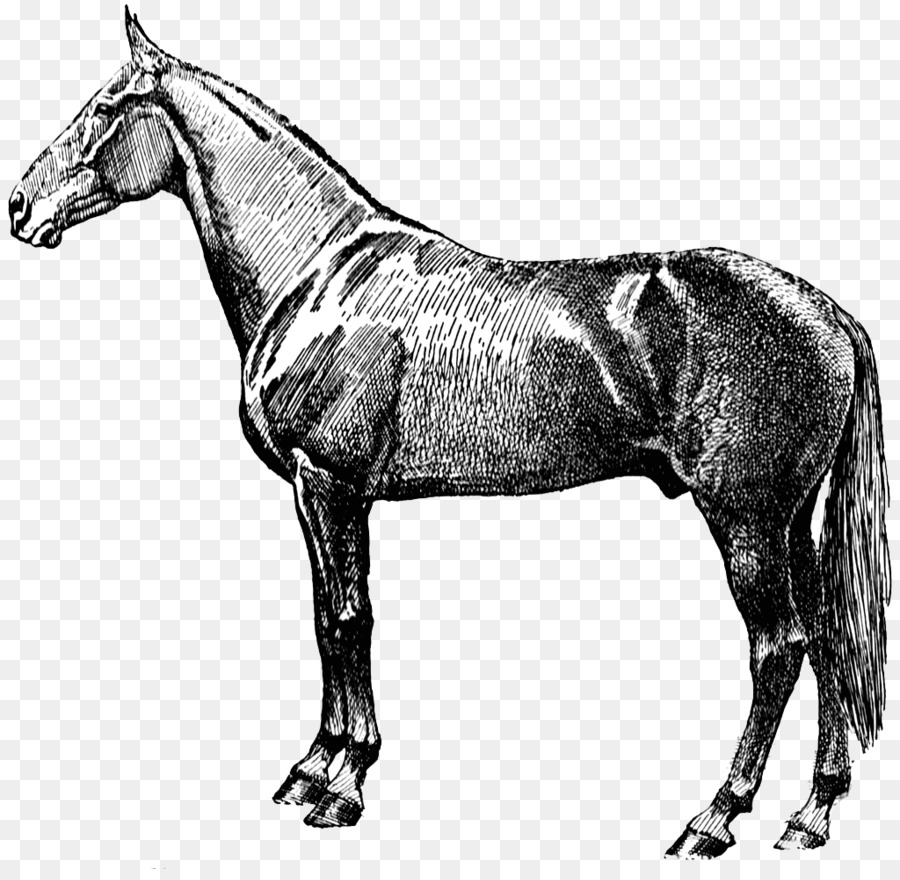 Pferd Pferdesport viktorianische Clip-art - viktorianische Pferd cliparts