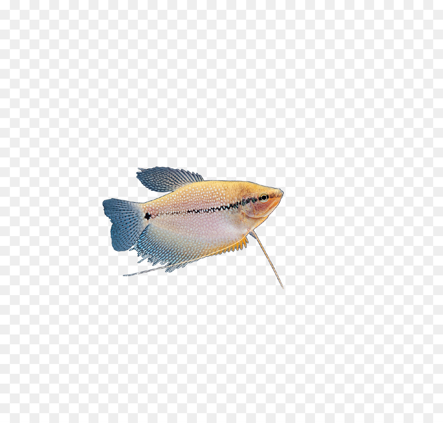 Sardine Tropische Fische - Insekten, Fische
