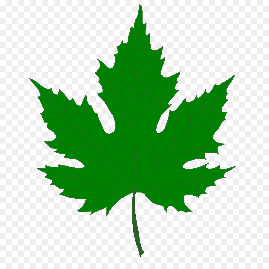 Silver Maple - Red Maple Tree - CleanPNG / KissPNG