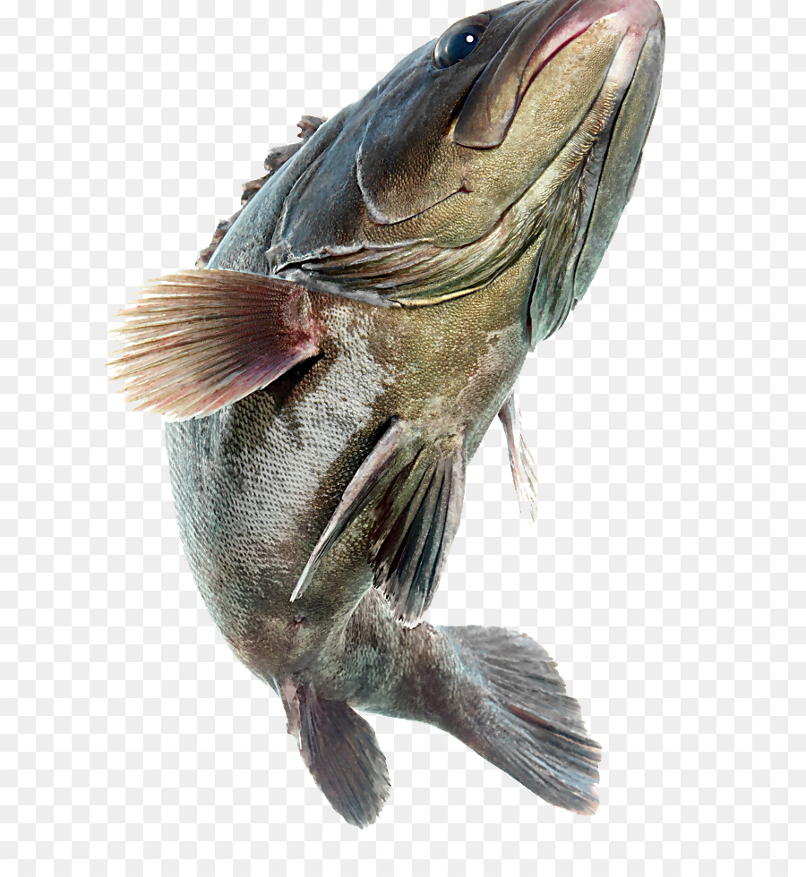 Esche da pesca Pesca carpa di Erba - pesce illustrazione