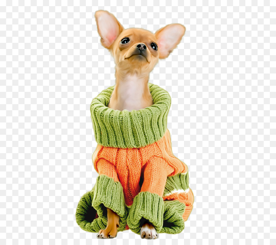Chihuahua Maltese cane Techichi Cucciolo di Cane di razza - Bella indossare maglione cucciolo