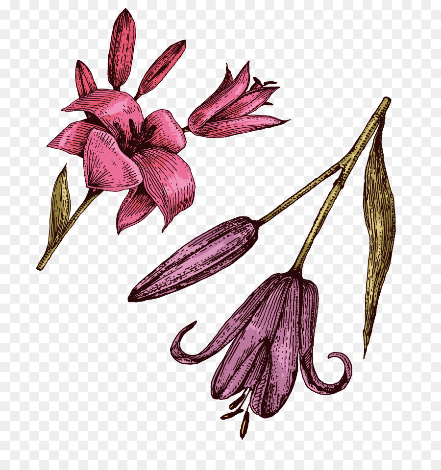 Blütenblatt Lilium Lila Rot - Tropfende helle Lilie