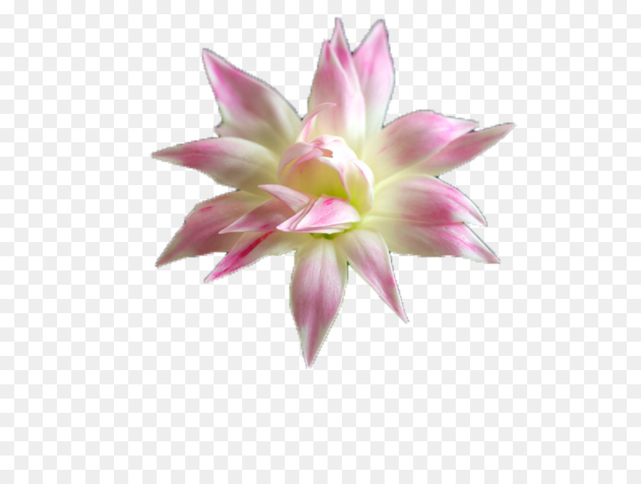 Nước hoa loa kèn Lùn nước-lily Thực nucifera - Hoa lily nước tài liệu hình ảnh