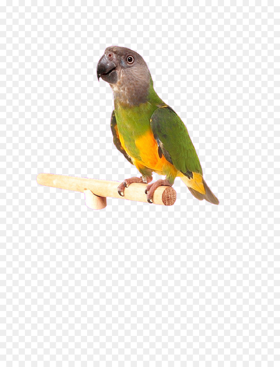 Wellensittich Nymphensittich Wellensittich Sittich - Hand gemalter Papagei