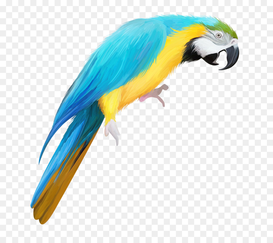 True Papagei Vogel Zeichnung - Hand farbigen Papagei